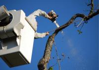 Magic City Tree Removal Solutions image 1