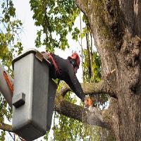 Gem City Tree Care Redondo Beach image 1