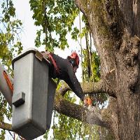 Omaha Of The West Tree Services Hesperia image 1