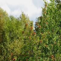 Curly City Tree Service Chino Hills image 1