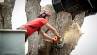 String Town Tree Service image 1