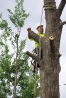 Shreveport Tree Service & Removal image 1