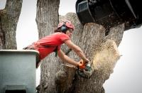 Shreveport Tree Service & Removal image 4