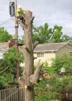 Shreveport Tree Service & Removal image 5