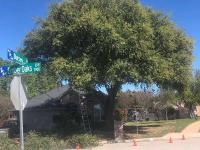 Fort Worth Tree Service image 3