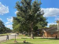 Fort Worth Tree Service image 5