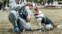 Austin Dog Training Pros image 3