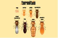 The Tiny Kingdom Termite Experts image 1