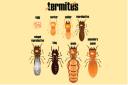 The Tiny Kingdom Termite Experts logo
