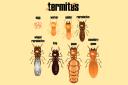 Mile High Termite Removal Experts logo