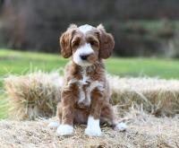 Snooze and Sniff-Australian Labradoodle Breeder image 6