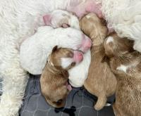 Snooze and Sniff-Australian Labradoodle Breeder image 5