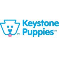 Keystone Puppies image 4