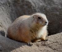 Blackfoot Town Wildlife Control Experts image 1