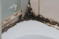 Black Mold Removal Services of Cleveland image 4