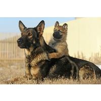 German Shepherd Puppies NC image 4