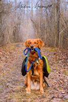 Red Lantern Dog Training image 3