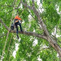 Pro Tree Service Houston Tx image 4