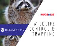 It's Bugs Or Us Pest Control - The Woodlands image 1