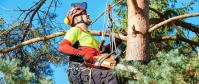 Tucker Outdoors - Tree Services image 1