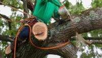 Hickory Town Tree Service image 3