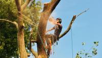 Hickory Town Tree Service image 4