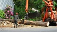 Hickory Town Tree Service image 5