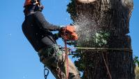 Hickory Town Tree Service image 6