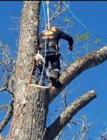 Tucker Outdoors - Tree Services image 6