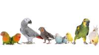Dallas Parrots image 3