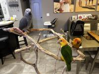 Dallas Parrots image 4