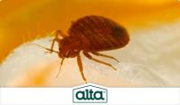 Alta Pest Control image 6