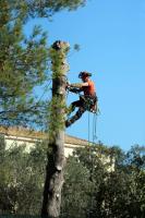 ArborPro Tree Experts image 1