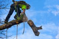 ArborPro Tree Experts image 2