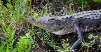 Everglades Airboat Excursion image 4