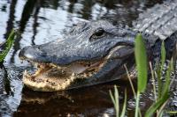 Everglades Airboat Excursion image 5