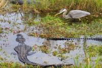 Everglades Airboat Excursion image 13