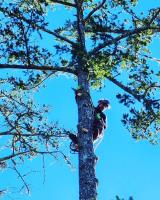Mayan Climber Tree Service Inc. image 4