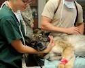 Poynette Veterinary Care image 2