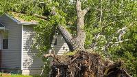 Professional San Antonio Tree Removal image 1