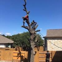 Professional San Antonio Tree Removal image 2