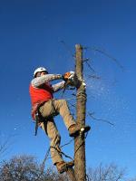 Professional San Antonio Tree Removal image 5