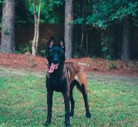 Nexus K9 Dog Training image 5