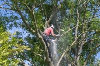 El Dorado Hills Tree Service image 7