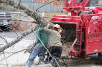 Ankeny Tree Service image 2