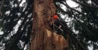 Top Tier Tree Care LLC image 2