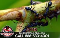 Bowers Pest Control image 2