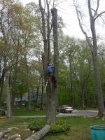 Cutting Edge Tree Care Specialists image 2