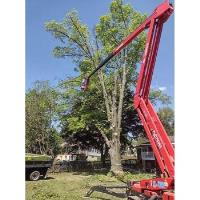 BSM Landscaping and Tree Service image 4