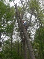 Cutting Edge Tree Care Specialists image 4